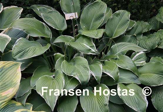 Hosta Eclipse Power